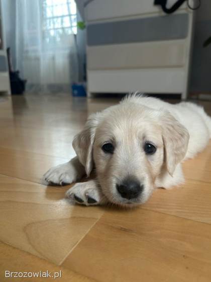 Szczeniaki GOLDEN RETRIEVER z rodowodem