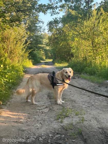 Szczeniaki GOLDEN RETRIEVER z rodowodem