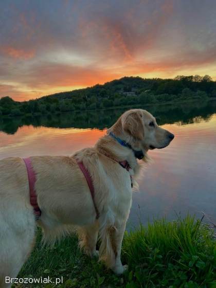 Szczeniaki GOLDEN RETRIEVER z rodowodem