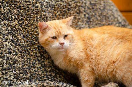 Garfield -  ułożony,  mądry rudzielec szuka domu!