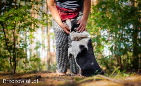 Niskopodłogowy Misio,  łagodny,  przyjazny psiak!