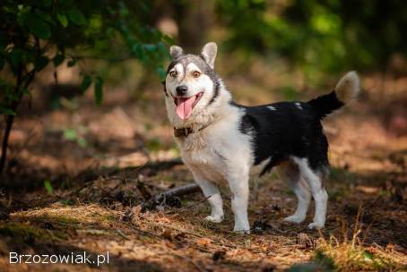 Niskopodłogowy Misio,  łagodny,  przyjazny psiak!