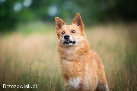 Wesoły,  przepiękny Lisek szuka domu!