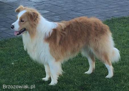 BORDER COLLIE -  Samiec / Pies ee-red z hodowli WIĄZ