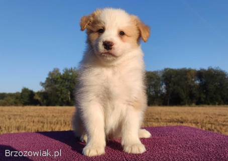 BORDER COLLIE -  Samiec / Pies ee-red z hodowli WIĄZ