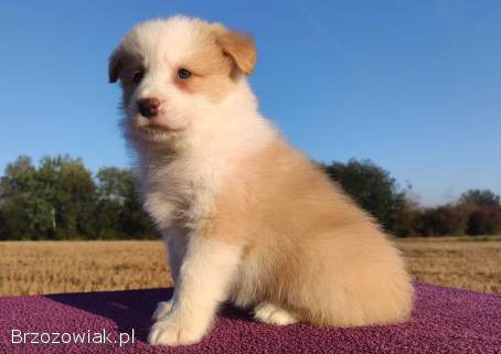 BORDER COLLIE -  Samiec / Pies ee-red z hodowli WIĄZ