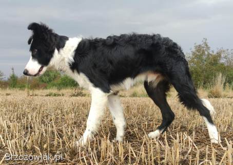 Rasowy Border Collie -  pies z hodowli z dokumentacją hod.