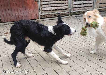 Rasowy Border Collie -  pies z hodowli z dokumentacją hod.