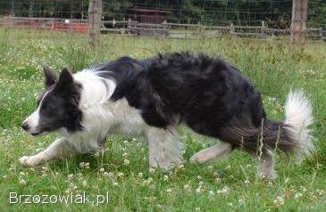 Rasowy Border Collie -  pies z hodowli z dokumentacją hod.