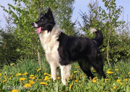 Rasowy Border Collie -  pies z hodowli z dokumentacją hod.