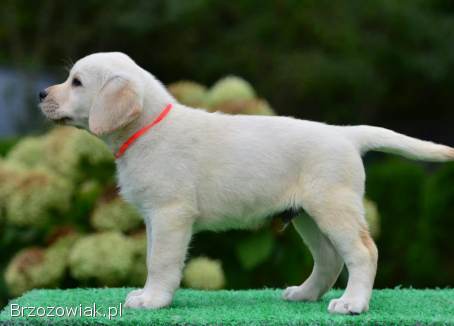 Labrador Retriver ZkwP/FCI