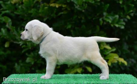 Labrador Retriver ZkwP/FCI