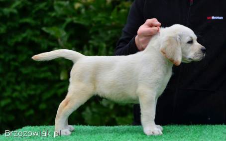 Labrador Retriver ZkwP/FCI