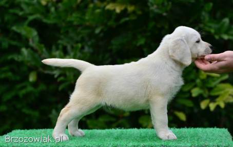 Labrador Retriver ZkwP/FCI