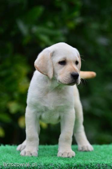 Labrador Retriver ZkwP/FCI