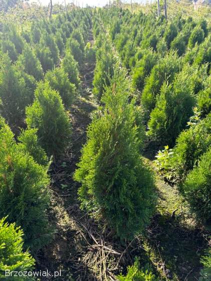 Do sprzedania Tuja Szmargd,  Thuja Smaragd wysokość 50-70 cm