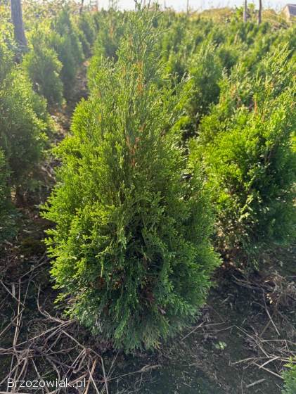 Do sprzedania Tuja Szmargd,  Thuja Smaragd wysokość 50-70 cm