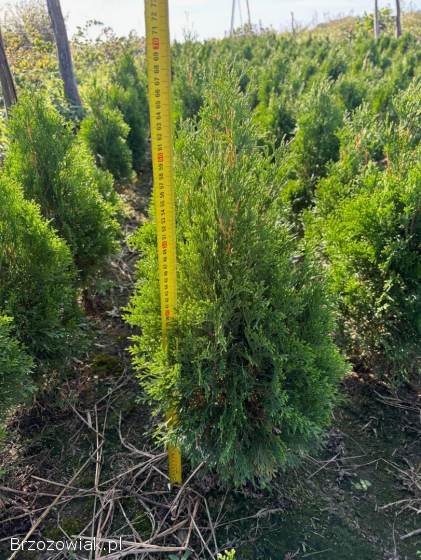 Do sprzedania Tuja Szmargd,  Thuja Smaragd wysokość 50-70 cm