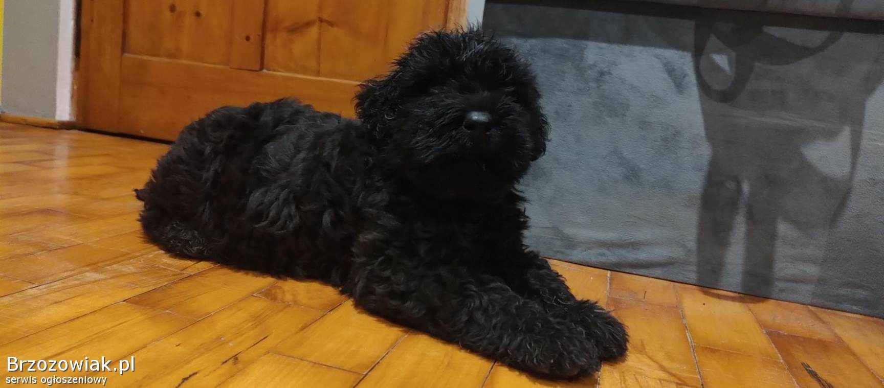 Czarny Terrier Rosyjski