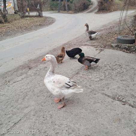 Sprzedam gęsi i kaczki