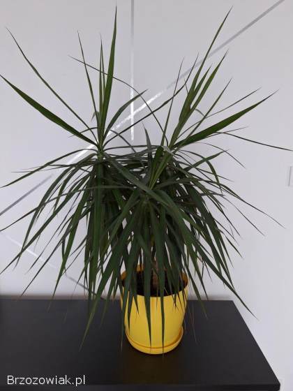 Sprzedam kwiaty beniamin oraz dracena