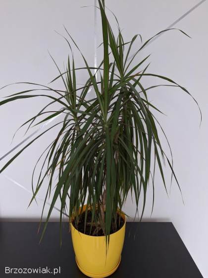 Sprzedam kwiaty beniamin oraz dracena