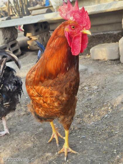 Kogut
