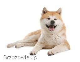 Akita inu