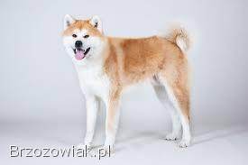 Akita inu