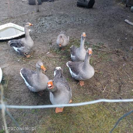 Gęsi landes stado na legi
