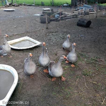 Gęsi landes stado na legi