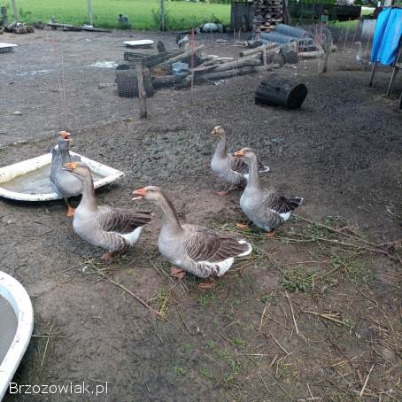Gęsi landes stado na legi