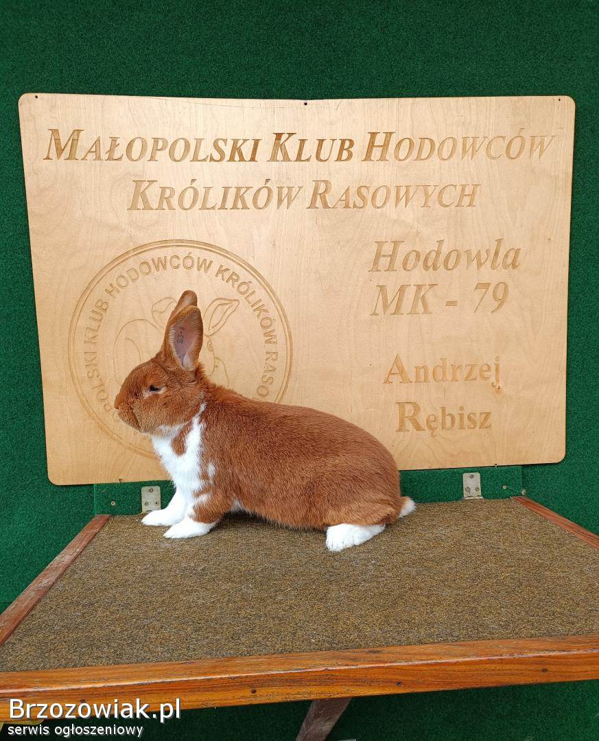 Króliki Meklemburski Srokacz
