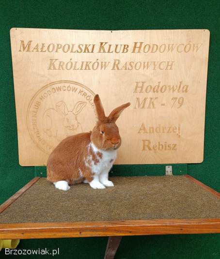 Króliki Meklemburski Srokacz