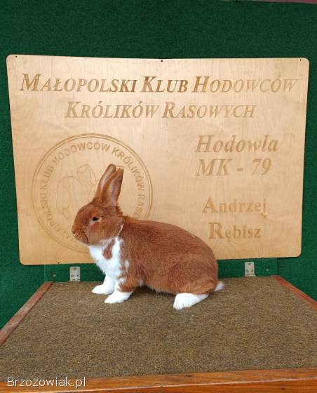 Króliki Meklemburski Srokacz