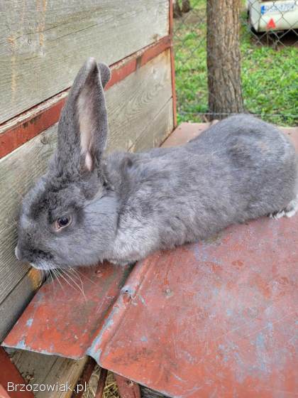 Królik srokacz samiec