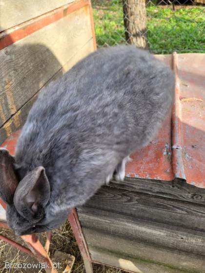 Królik srokacz samiec