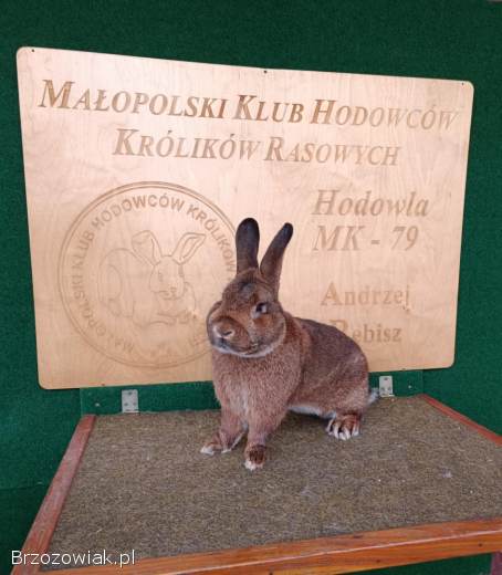 Króliki Wiedeńskie Szare