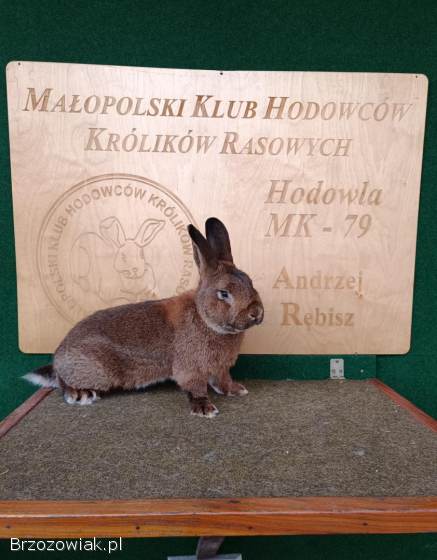 Króliki Wiedeńskie Szare