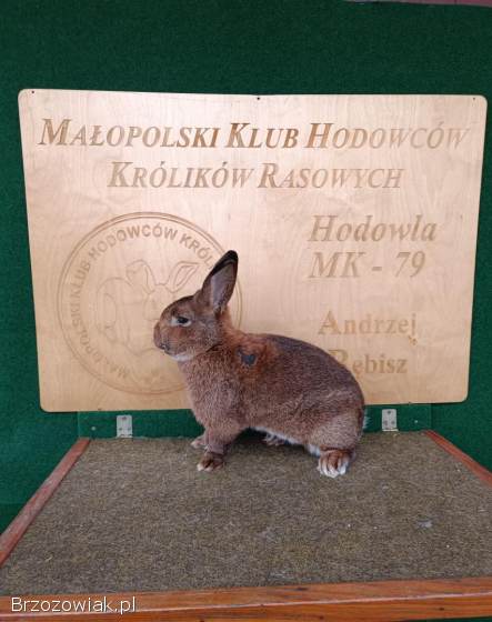 Króliki Wiedeńskie Szare