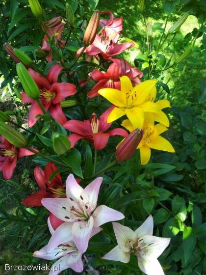 Lilie drzewiaste -  sadzonki w doniczkach
