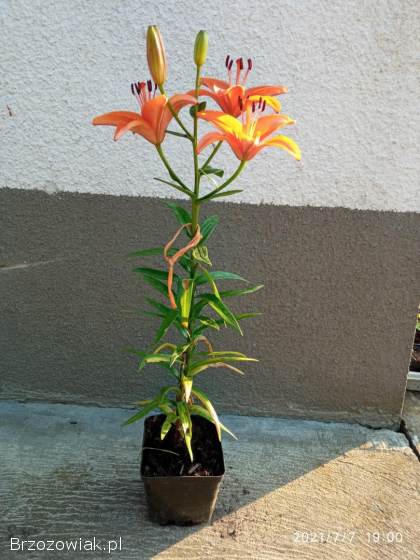 Lilie drzewiaste -  sadzonki w doniczkach