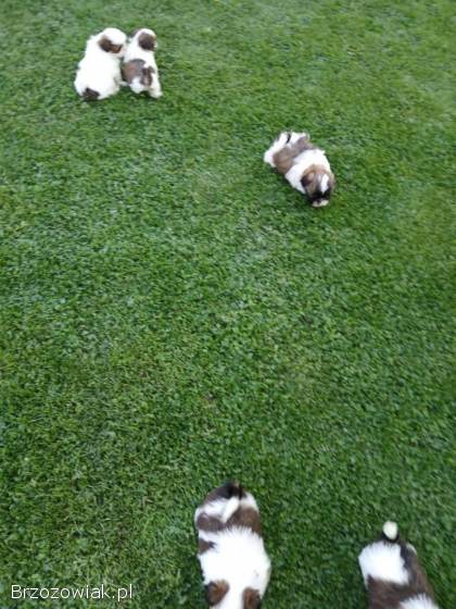 Oddam pieski Shih tzu