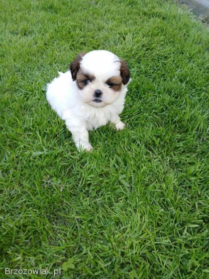 Oddam pieski Shih tzu