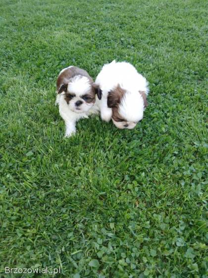 Oddam pieski Shih tzu
