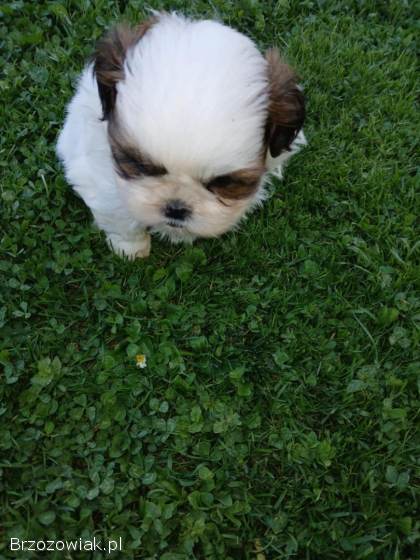 Oddam pieski Shih tzu