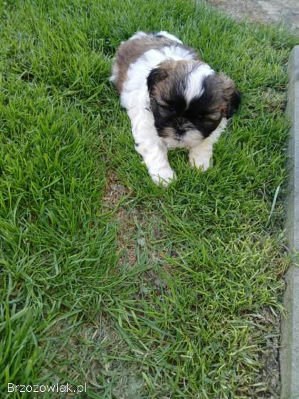 Oddam pieski Shih tzu