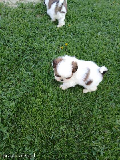 Oddam pieski Shih tzu
