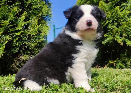 Rasowy pies,  szczenię Border Collie z Hodowli,  pełna dok.