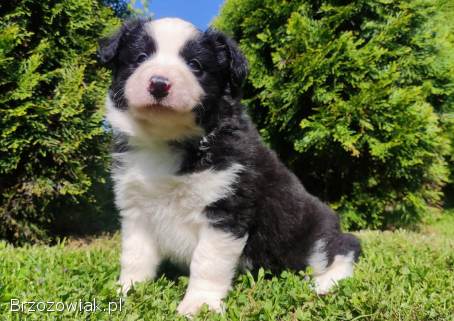 Rasowy pies,  szczenię Border Collie z Hodowli,  pełna dok.